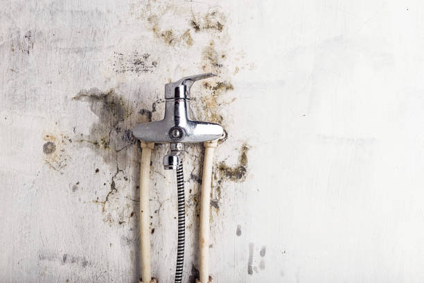 Best Black Mold Removal  in Lake Arrowhead, CA