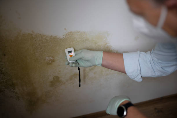 Best Crawl Space Mold Removal  in Lake Arrowhead, CA