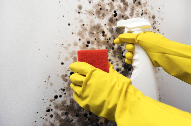 Best Attic Mold Removal  in Lake Arrowhead, CA