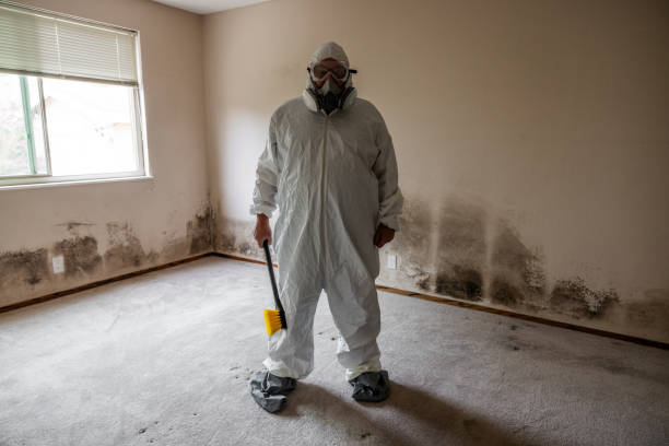 Best Attic Mold Removal  in Lake Arrowhead, CA