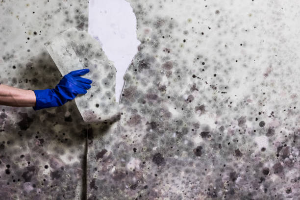 Best Certified Mold Removal  in Lake Arrowhead, CA